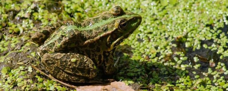 中国常见的青蛙的品种 蛙类 中国常见的青蛙的品种