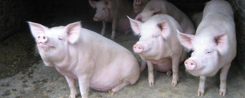 猪隔膜肉是什么部位，猪利是什么 猪隔膜肉的功效