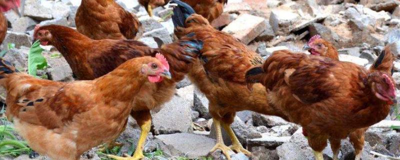 鸡品种，579鸡是什么品种 鸡的品种579