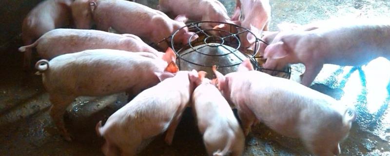 猪用针头规格体重对照表，猪针头断在肉里怎么处理？
