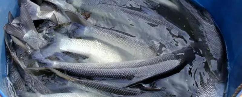 银鳕鱼好养活吗 银鳕鱼养殖条件，和鳕鱼有什么区别