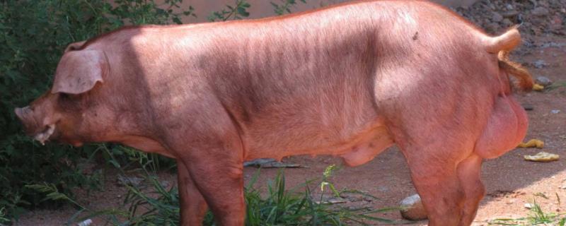 杜洛克猪的品种介绍，有什么特点 杜洛克猪简介