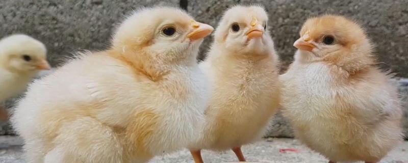 鸡孵化温度范围 鸡孵化多少天，温度多少度合适