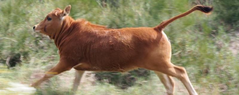 牛的尾巴长多少厘米，有何特点 牛的尾巴有多长?