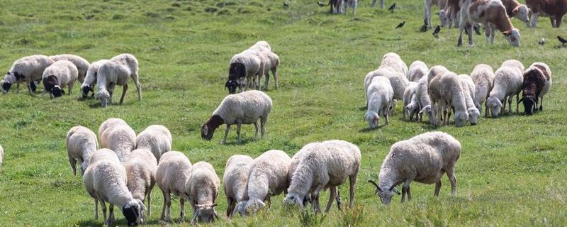 羊全价颗粒饲料不喂草,可以吗怎么喂 羊全价颗粒饲料不喂草,可以吗