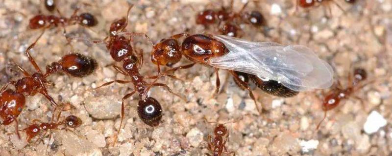 红火蚁最怕什么农药,常见防治方法 红火蚁最怕什么农药，常见防治方法