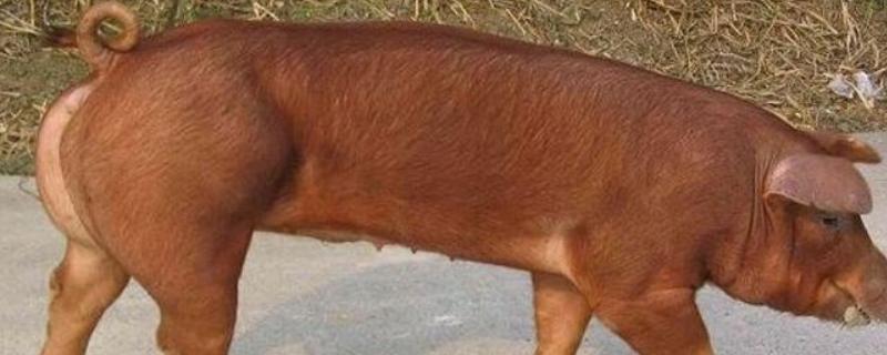 红毛猪可不可以留母猪，是什么品种（红毛母猪能留母猪吗）
