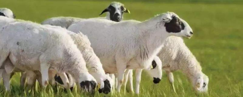 羊几个胃的作用是什么 羊有几个胃?，羊胃积食怎么治疗