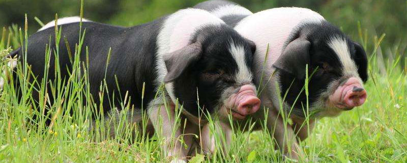 母猪一般用几支缩宫素 母猪缩宫素最大用量