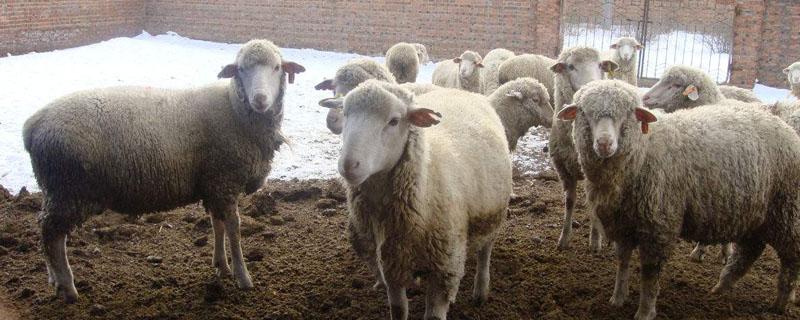 杀羊怎么快速去除羊毛 杀羊怎样去除羊毛
