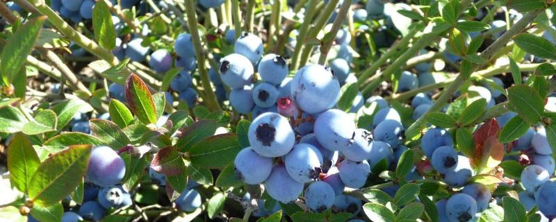 蓝莓的产地主要在哪里，蓝莓适合哪些地区种植