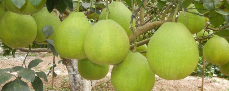 沙田柚如何剪枝，种植几年可以挂果 沙田柚的剪枝方法