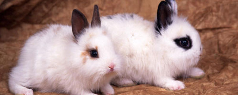 兔子多少天发情 兔子发情持续多长时间