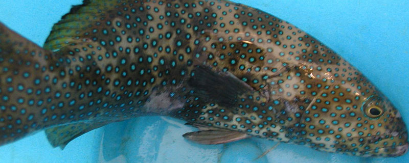 淡水石斑鱼能长多大 石斑鱼能长多大