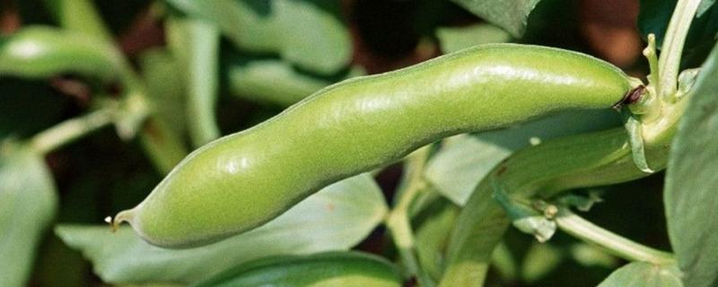蚕豆什么时间种合适 蚕豆啥时候种比较好，附种植方法