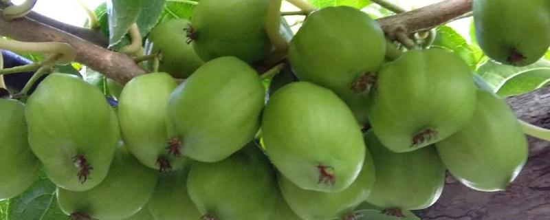 软枣猕猴桃介绍,适合阳台种植吗视频 软枣猕猴桃介绍，适合阳台种植吗