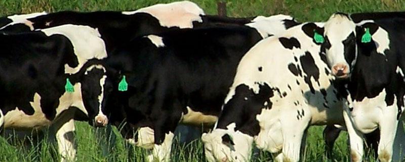 奶牛为什么会产奶 奶牛为什么会产奶?