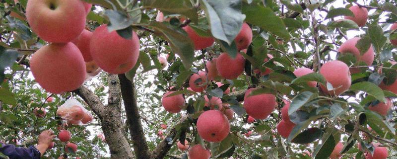 八月份熟的苹果品种 8月份早熟苹果品种有哪些