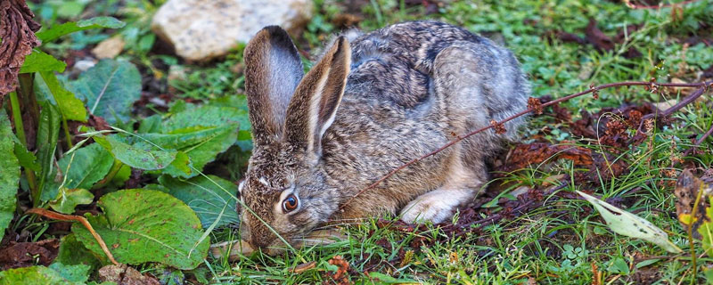 野兔几月产仔 野兔每年产仔多少