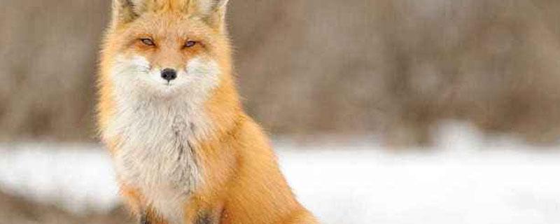 狐狸是保护动物吗?能否当宠物养 狐狸是保护动物吗