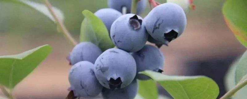 蓝莓适合在哪里种植，附种植方法 蓝莓适合在什么地方种植?