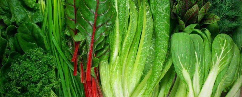 什么是绿叶蔬菜，绿叶蔬菜如何保鲜 绿叶蔬菜的保存方法