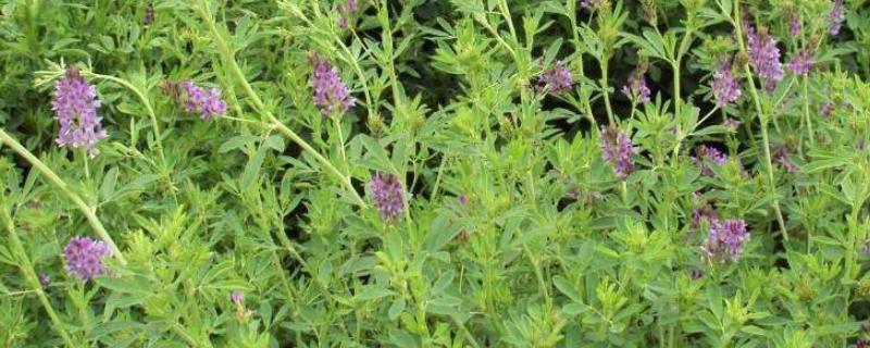 紫花苜蓿牧草亩产多少斤，如何种植 紫花苜蓿亩产多少公斤