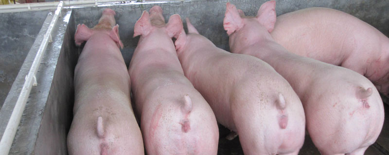母猪过产期最晚过几天母猪预产期是数114天哪吗 母猪过产期最晚过几天