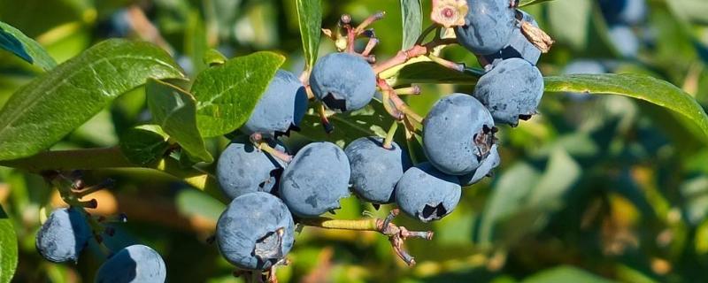 蓝莓什么时候种植容易成活 蓝莓什么季节种植，附种植方法