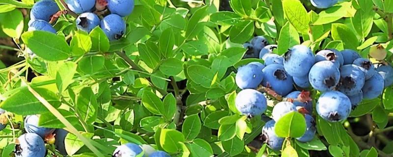 蓝莓施肥技术要点 蓝莓施肥管理技术，附种植方法