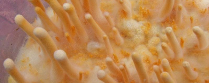 直立菌丝和营养菌丝的区别，直立菌丝的作用