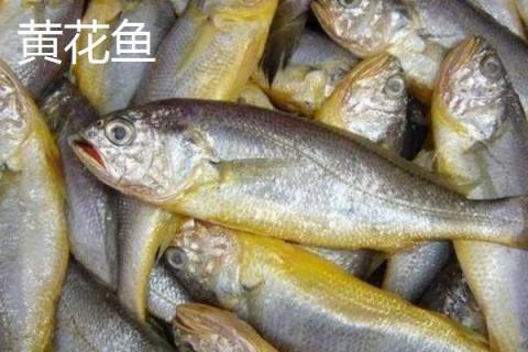 春子鱼和黄花鱼的区别