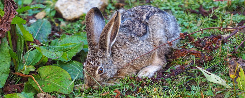 野兔是几级保护动物 麻雀是几级保护动物
