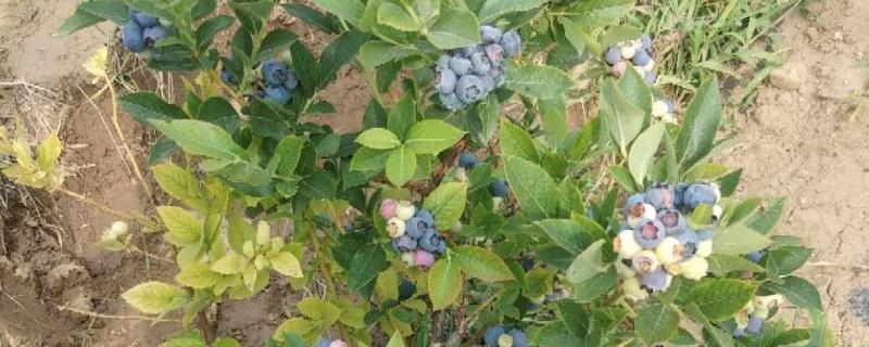 蓝莓树用什么土种植，附种植方法 蓝莓树适合什么土壤和气候