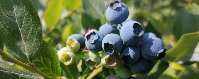 蓝莓几月长花苞，蓝莓种几年能结果（蓝莓几月份发芽开花）