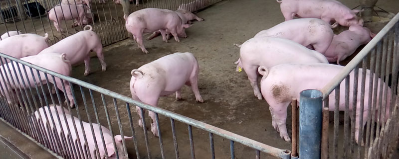 非洲猪瘟病毒在猪粪中能存活多久 非洲猪瘟的猪粪有病毒吗