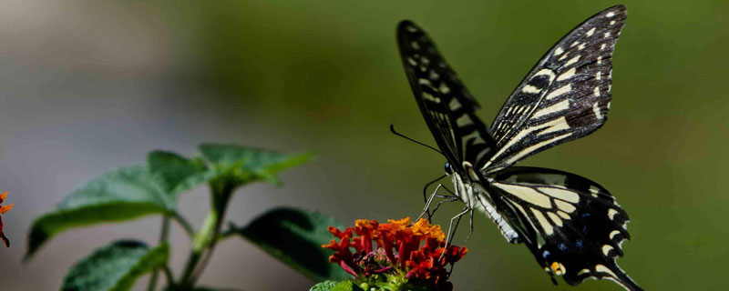 蛾子和蝴蝶的区别是什么 蝴蝶与蛾子的区别是什么