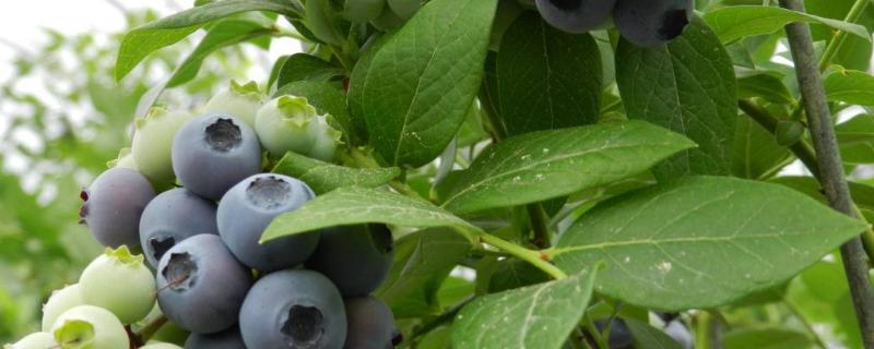蓝莓的保质期，如何保鲜 蓝莓的保质期限