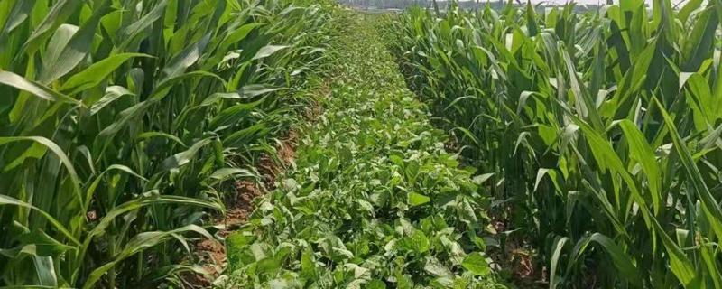 大豆玉米带状复合种植技术 大豆玉米带状复合种植技术的优势有