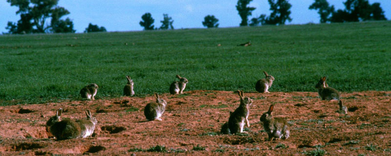 野兔的奔跑速度是多少 野兔的奔跑速度