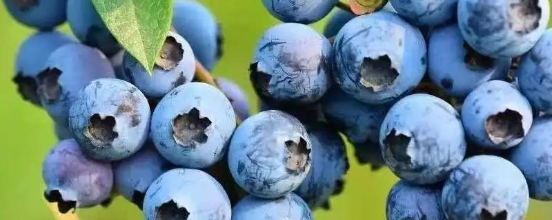 蓝莓常见的病虫害及预防措施 蓝莓主要病虫害及防治