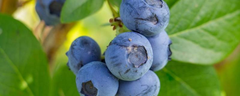 蓝莓种植需要什么条件，如何种植 蓝莓种植技术