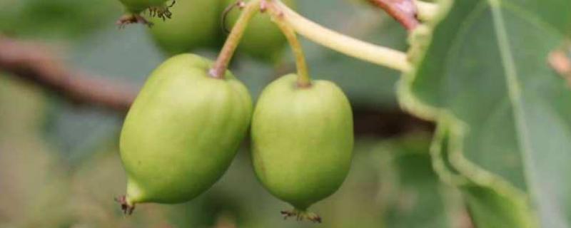 软枣猕猴桃产地，如何种植 软枣猕猴桃种植基地