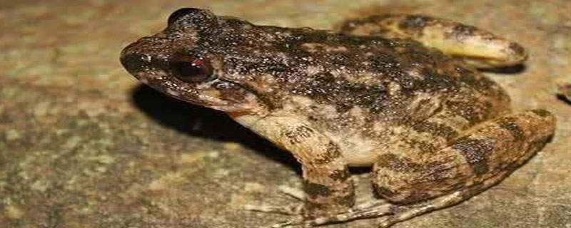 国家二级保护动物蛙类石蛙 石蛙是几级保护动物