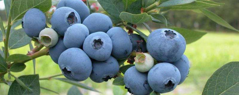 蓝莓的采摘季节 蓝莓生产季节，如何采摘