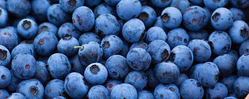蓝莓何时修剪，附修剪注意事项 蓝莓什么时候修剪什么时候施肥