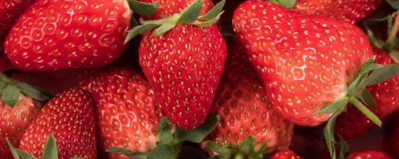 草莓催熟最快方法,附种植方法是什么 草莓催熟最快方法，附种植方法