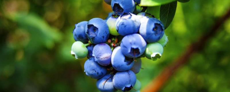 盆栽蓝莓的养殖方法和注意事项图片 盆栽蓝莓的养殖方法和注意事项