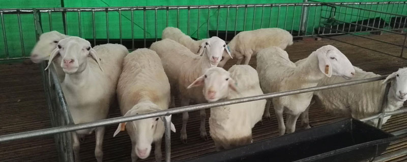养羊技术与羊病防治最新书籍 养羊技术与羊病防治