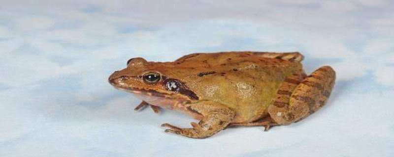 林蛙和牛蛙有什么区别 田蛙和林蛙的区别